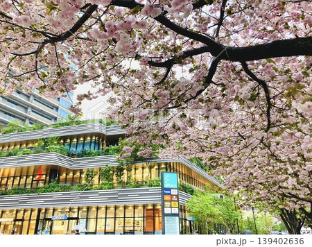 都会の商業ビル街の八重桜 139402636