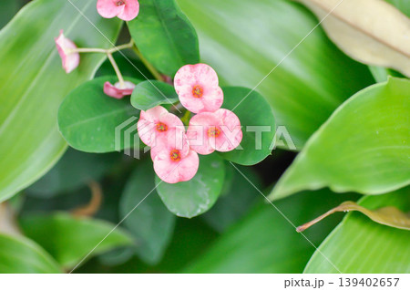 Christ Thorn, Euphorbia milii or Euphorbiaceae or Euphorbia milii Des Moul or Crown of thorns or Christ thorn or pink flower Christ Thorn, Euphorbia milii or Euphorbiaceae or Euphorbia milii Des Moul or Crown of thorns or Christ thorn or pink flower 139402657