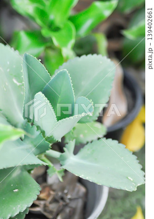 crassulaceae, Kalanchoe hybrid or Mother of Thousands or Kalanchoe or succulent crassulaceae, Kalanchoe hybrid or Mother of Thousands or Kalanchoe or succulent 139402661