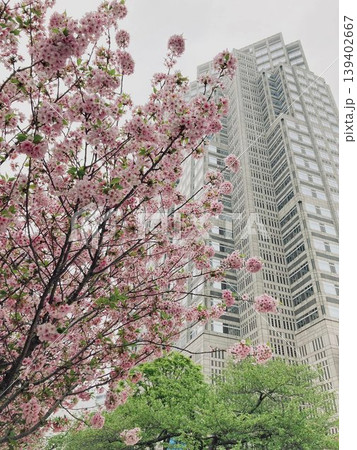 東京都都庁を背景にした八重桜 東京都都庁を背景にした八重桜 139402667