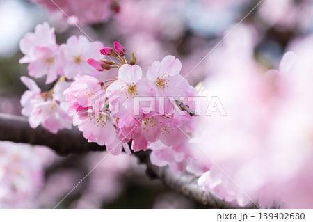 神代曙（色の濃い桜） 139402680