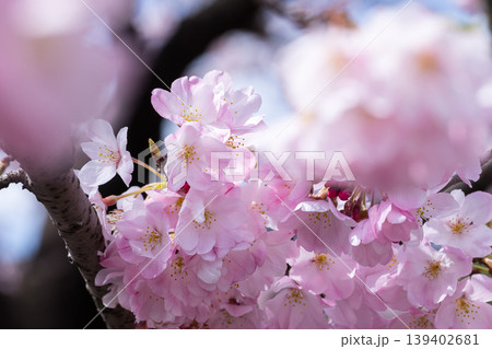 神代曙(色の濃い桜) 神代曙(色の濃い桜) 139402681