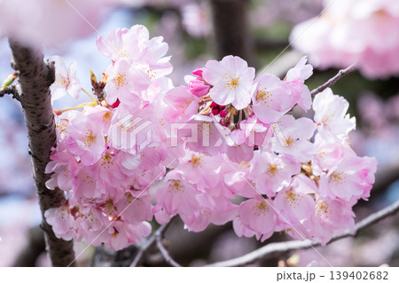 神代曙（色の濃い桜） 139402682