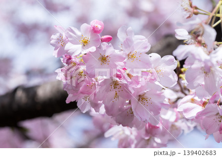 神代曙（色の濃い桜） 139402683
