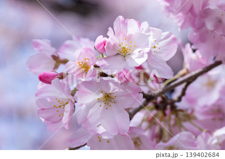 神代曙（色の濃い桜） 139402684