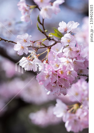 神代曙（色の濃い桜） 139402685