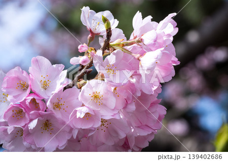 神代曙(色の濃い桜) 神代曙(色の濃い桜) 139402686