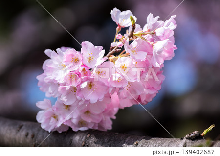 神代曙（色の濃い桜） 139402687