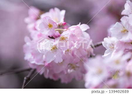神代曙(色の濃い桜) 神代曙(色の濃い桜) 139402689