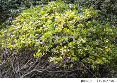 満開の白い花を咲かせたトベラの大きな茂み　初夏の樹形全景 139402730