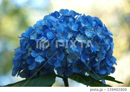 青い紫陽花 139402808