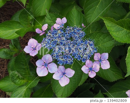 薄紫色の紫陽花 薄紫色の紫陽花 139402809