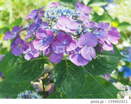 紫色の紫陽花 紫色の紫陽花 139402811