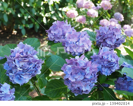 青い紫陽花 青い紫陽花 139402814