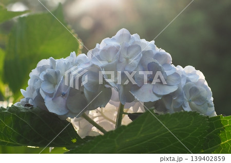 白い紫陽花 139402859