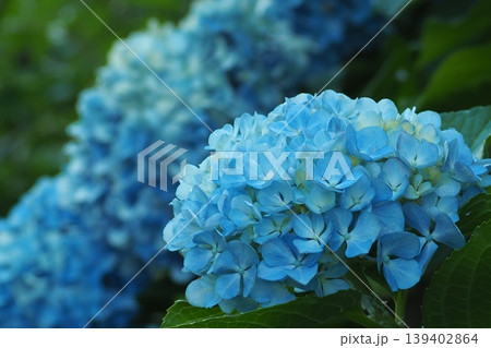青い紫陽花 139402864