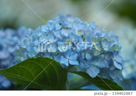 青い紫陽花 青い紫陽花 139402867