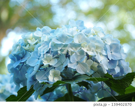 青い紫陽花 139402870