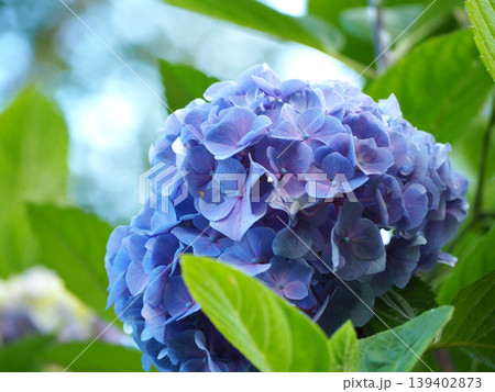 青い紫陽花 青い紫陽花 139402873
