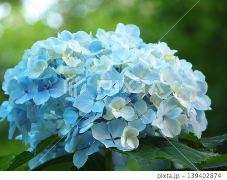 青い紫陽花 139402874