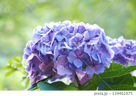 青い紫陽花 青い紫陽花 139402875