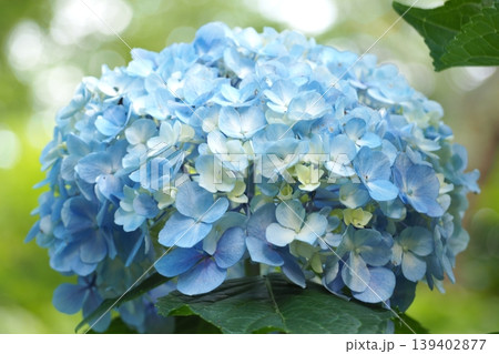 青い紫陽花 青い紫陽花 139402877