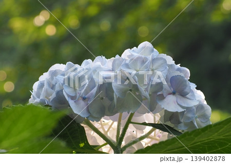 白い紫陽花 白い紫陽花 139402878