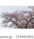 眺め見るソメイヨシノ 139402904