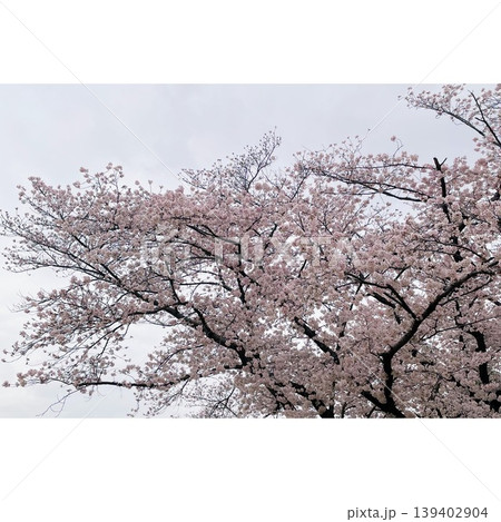 眺め見るソメイヨシノ 眺め見るソメイヨシノ 139402904