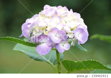 淡い色の紫陽花 139402911