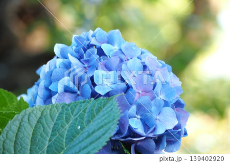 青い紫陽花 139402920