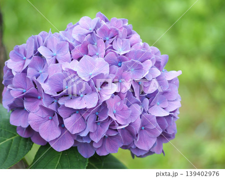 美しい薄紫の紫陽花 美しい薄紫の紫陽花 139402976
