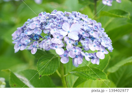 青い紫陽花 青い紫陽花 139402977