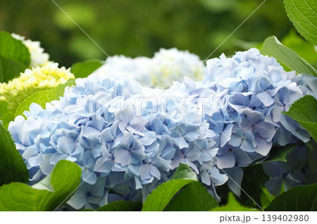 青い紫陽花 139402980