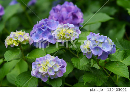 梅雨に咲く紫陽花 梅雨に咲く紫陽花 139403001