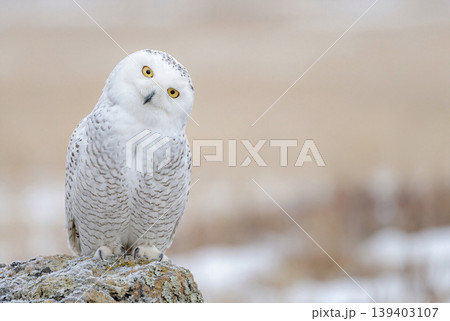 雪景色の中で首を傾げるシロフクロウ 139403107