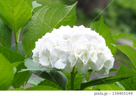 白い紫陽花 139403149