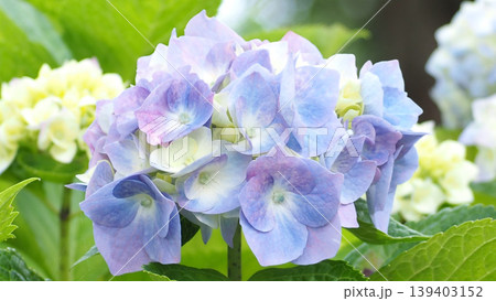 梅雨に咲く紫陽花 139403152