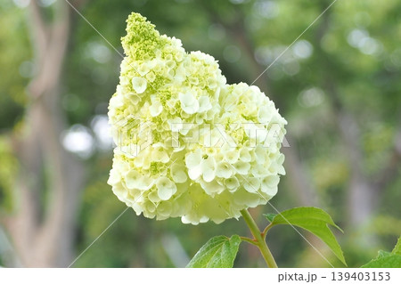 ノリウツギの花 139403153