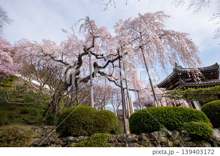 桂昌院お手植えしだれ桜 139403172