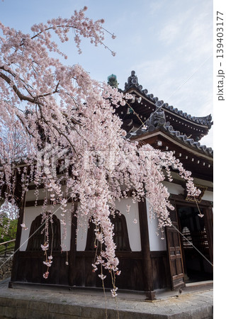 桂昌院お手植えしだれ桜 桂昌院お手植えしだれ桜 139403177