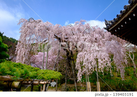 桂昌院お手植えしだれ桜 桂昌院お手植えしだれ桜 139403191