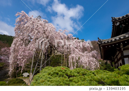 桂昌院お手植えしだれ桜 桂昌院お手植えしだれ桜 139403195