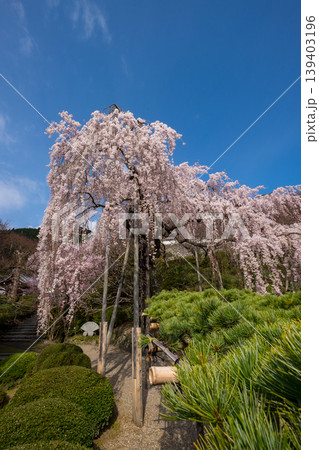 桂昌院お手植えしだれ桜 桂昌院お手植えしだれ桜 139403196