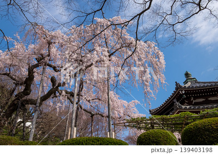 桂昌院お手植えしだれ桜 桂昌院お手植えしだれ桜 139403198