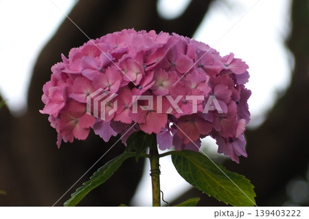 ピンクの紫陽花 139403222