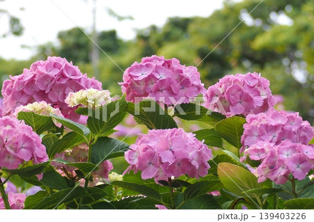 梅雨に咲く紫陽花 139403226