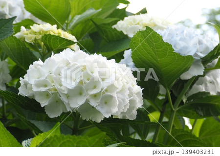 白い紫陽花 139403231
