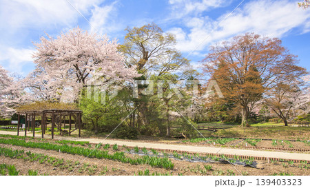美しい春を迎えた伊佐須美神社　あやめ苑　福島県 139403323