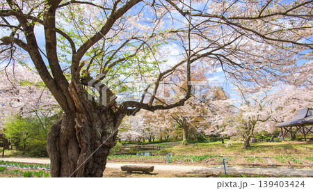 桜美しく咲き誇る伊佐須美神社　あやめ苑　福島県 139403424